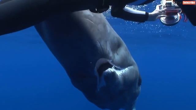 Кашалоты заигрывают с людьми. Съемка в открытом море. смотреть онлайн