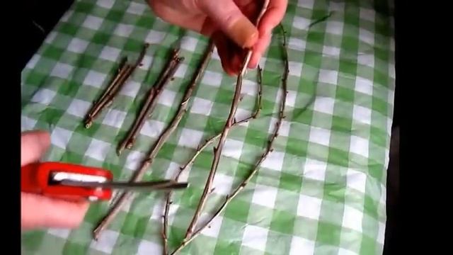 Как укоренить черенки смородины и крыжовника в воде