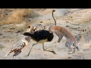 Leopard Vs Ostrich - Battle Of Speed - Wild Animal Hunting New.mp4