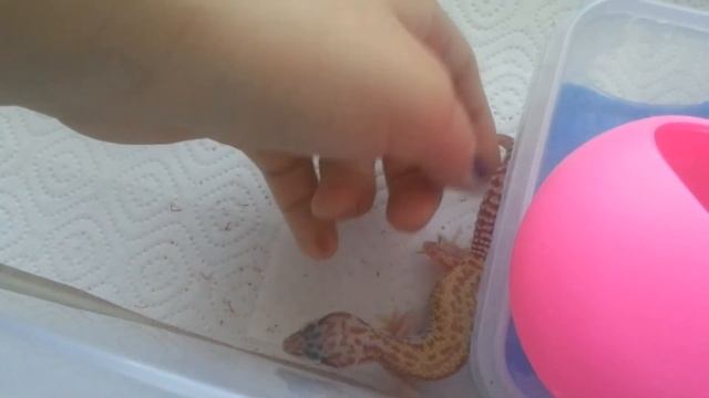 Содержание эублефара