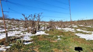 Ловля певчих птиц. ловля щегла