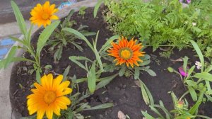 Цветёт Гацания или Газания (кому как нравится).