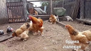 Брама колумбийская и брама палевая