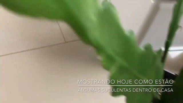 Suculentas dentro de casa janeiro 2020 ( parte l ) смотреть онлайн