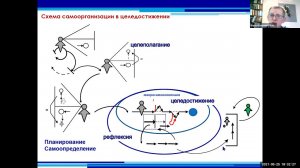 Верхоглазенко В.Н. Схема самоорганизации в целедостижении. Фрагмент курса по самоорганизации.