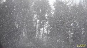 ЗИМНЯЯ ПРИРОДА РЕЛАКС ВИДЕО.