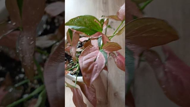 сингониум Red spot tricolor смотреть онлайн