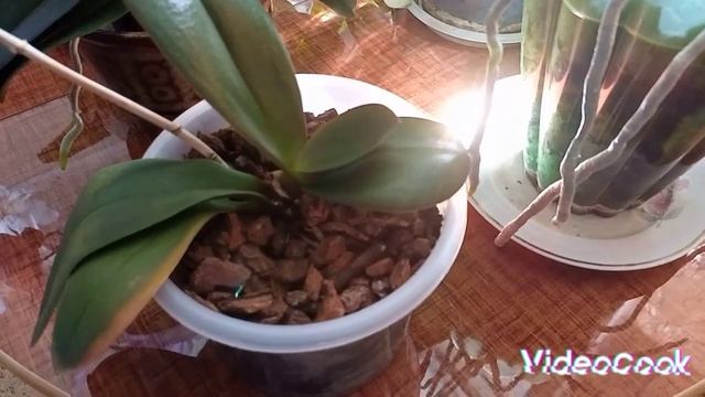 Обзор Орхидеи Биг лип Молнии Спустя три месяца ????Орхидейка восстановилась ☺️? смотреть онлайн