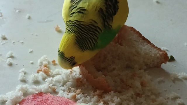 Не съем, так понадкусываю! смотреть онлайн