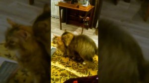 Кот спаривается с кошкой