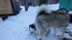 ПРОЖИЛ В ТАЙГЕ МЕСЯЦ, ПУРГА И ТАЙГА ОСТАЮТСЯ С НАМИ!!!