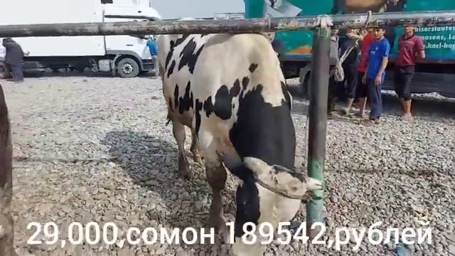 Самый большой бык в мире " The largest bull in the world " दुनिया का सबसे बड़ा बैल, Букаи калон смотреть онлайн