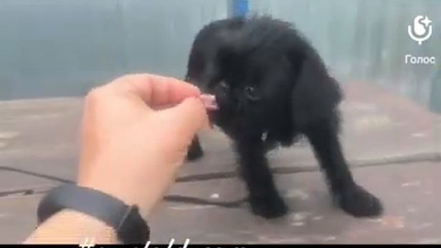 Гриффон. Бельгийский гриффон черная девочка. РКФ. 2 месяца. Хрустальная мечта. +79261148915 смотреть онлайн