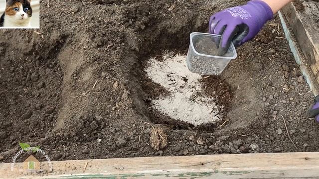 Как сажать помидоры рассадой по два куста в лунку в открытый грунт