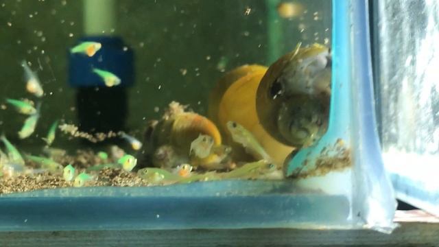 Водянка смотреть онлайн