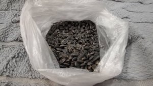 МИКРОЗЕЛЕНЬ ПОДСОЛНЕЧНИКА - СЕМЕНА - ПОДСОЛНЕЧНИК НА МИКРОЗЕЛЕНЬ