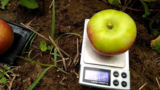 Сорт яблони Елена смотреть онлайн