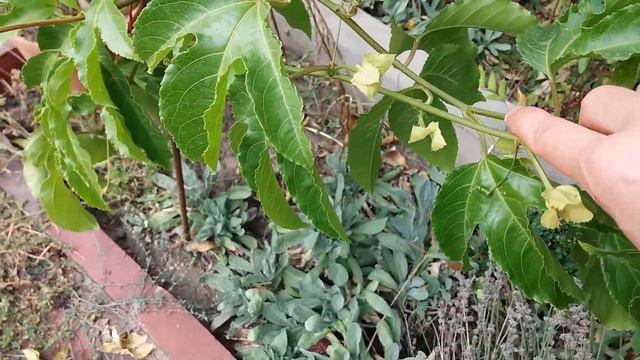 Маракуйя плод страсти смотреть онлайн