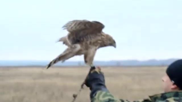 с ястребом в поле.mp4 смотреть онлайн