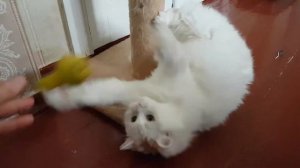 Cutest Turkish angora cat video