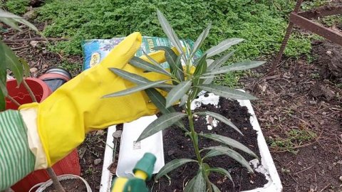 КАК БОРОТЬСЯ 👉 С МУЧНИСТЫМ ЧЕРВЕЦОМ НА ОЛЕАНДРЕ.#домнаюге