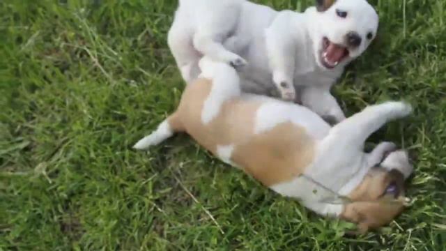 ДЖЕК РАССЕЛ ТЕРЬЕР ЩЕНКИ)) Jack Russell Terrier Puppies смотреть онлайн
