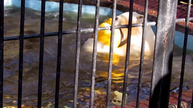 Ростик!Какой чудесный день и плавать мне не лень! Какой чудесный я , а игрушечка моя!12.10.17г. смотреть онлайн