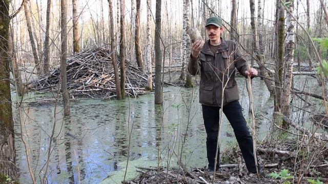 В контакте с природой  Бобры