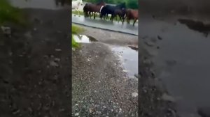 ТАБУН КАРАЧАЕВСКИХ ЛОШАДЕЙ