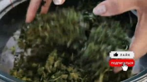 Дача. Сушим петрушку. Подготовка к зиме.