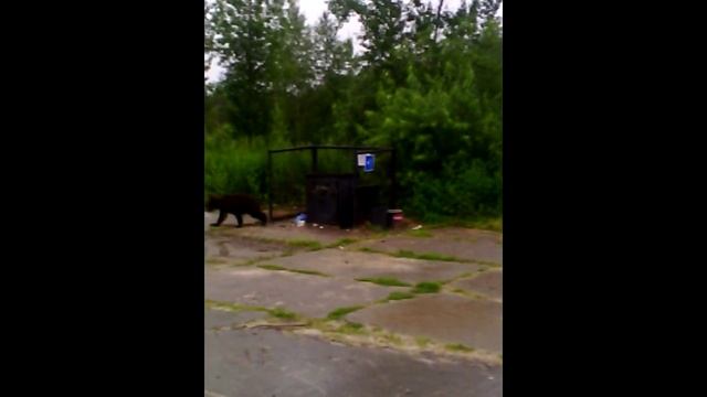 Годовалый медведь на КНС-22 Surprise mazafaka смотреть онлайн