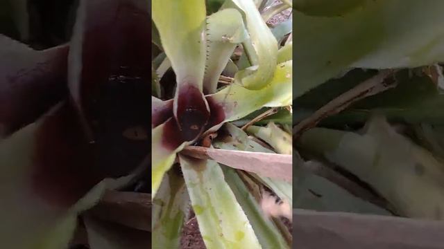 tarantula na bromelia смотреть онлайн