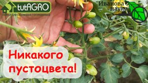 ЧТО ДЕЛАТЬ, ЕСЛИ МНОГО ПУСТОЦВЕТА? 5 причин пустоцвета и все способы его устранения. Урожай вернется