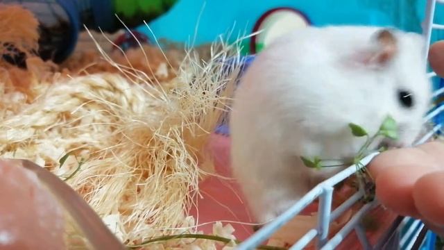 Самый ручной хомячок в мире! Хома рулит! Смешной хомячок! смотреть онлайн