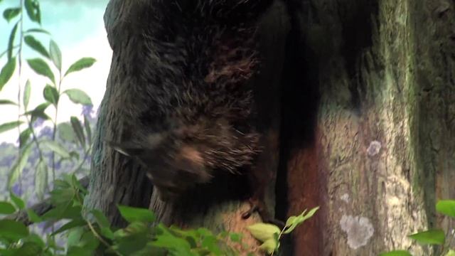 Aye-aye Rare Madagascar Lemur - Cincinnati Zoo смотреть онлайн