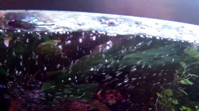 Барклайя. Аллелопатия. смотреть онлайн