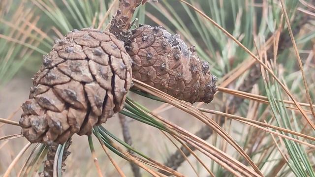 8 января праздник Собор Пресвятой Богородицы. Народные приметы и традиции. Что нельзя делать. смотреть онлайн
