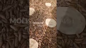 Прогуляться босиком по шишкам и гальке? Легко! На Подниколье появилась «Босоногая тропа здоровья»