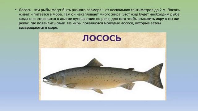 Внешнее строение рыбы рисунок. Рыбы. Рыбы относящиеся к отряду карпообразных. Картинки рыб к уроку природоведению в 6 классе. Рыбы природоведение.