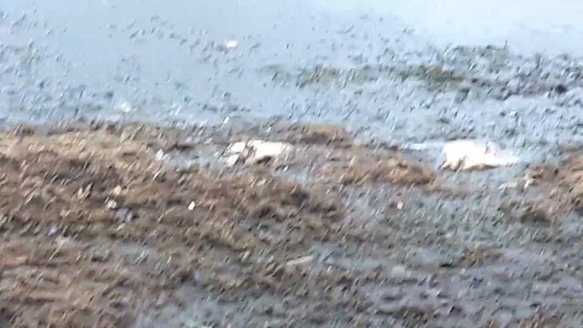 Мёртвая рыба на липецком водохранилище