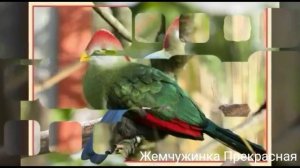 Краснохохлый турако.