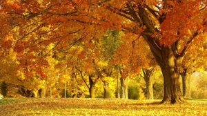 Дебюсси  Мертвые листья