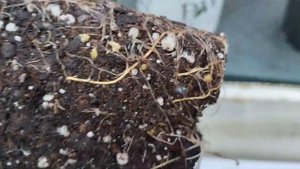 саженцы гортензий из питомника Анабель.17.10.23