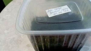 Лучок Белый пучок. Лук батун