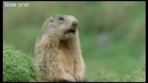 Смешные приколы про животных ТОПовая Подборка животных 2018 | #102