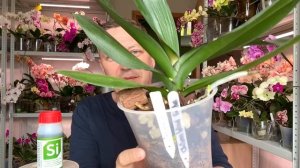 НАСТИМУЛИРОВАЛ КОРНИ ОРХИДЕЙ   полезли со всех пазух у орхидеи