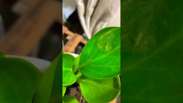 Peperomia Obtusifolia Green/ Peperomia / Baby rubber plant