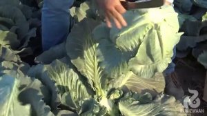 Конгама F1 - гибрид белокочанной 120-ти дневной капусты.