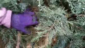 НИВАКИ ИЗ МОЖЖЕВЕЛЬНИКА СВОИМИ РУКАМИ!