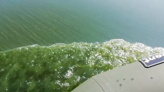 Старооскольское водохранилище цветёт. 23.08.2021